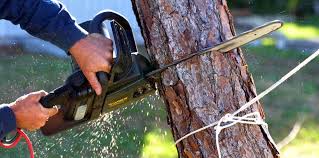 Best Lawn Mowing  in Salmon Creek, WA