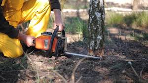 Best Commercial Tree Services  in Salmon Creek, WA