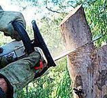 How Our Tree Care Process Works  in  Salmon Creek, WA