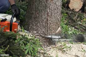 Best Tree Risk Assessment  in Salmon Creek, WA