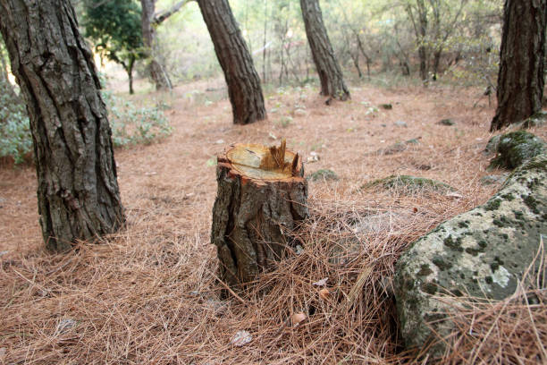 Best Stump Grinding and Removal  in Salmon Creek, WA