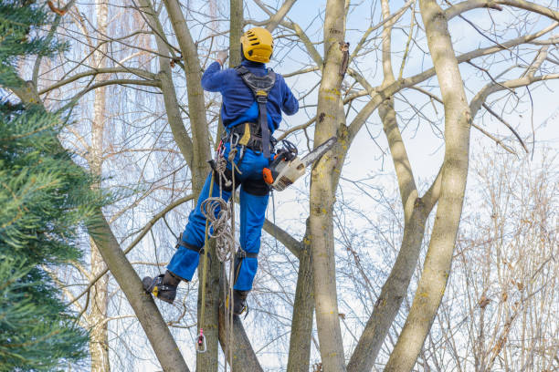 Best Tree Cabling and Bracing  in Salmon Creek, WA