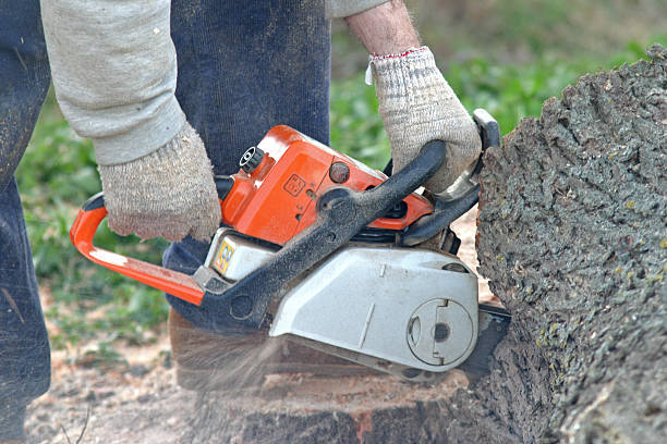 Professional Tree Care in Salmon Creek, WA