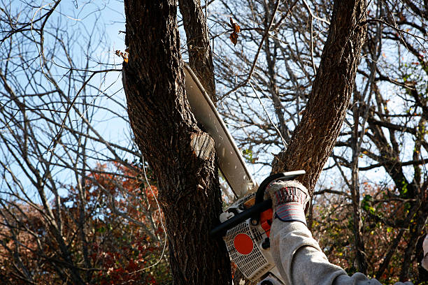 Best Tree Maintenance Programs  in Salmon Creek, WA
