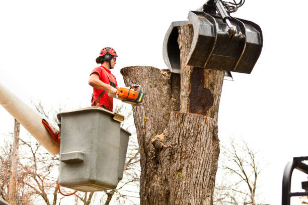  Salmon Creek, WA Tree Care Pros